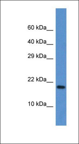 Anti-FXN antibody produced in rabbit