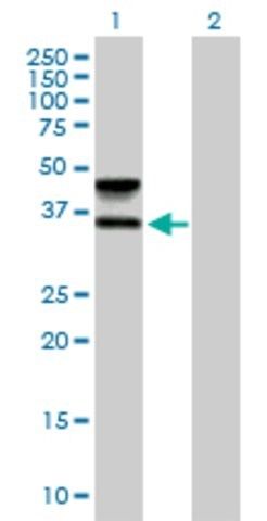 Anti-FUT6 antibody produced in mouse