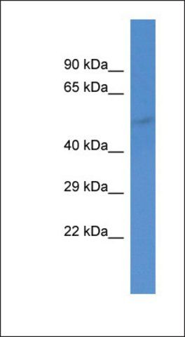 Anti-GABRA5 antibody produced in rabbit