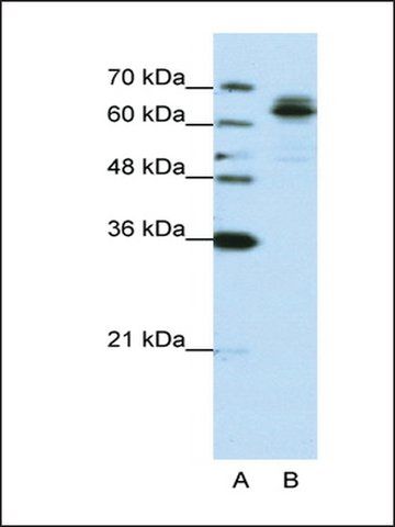 Anti-FXR1 antibody produced in rabbit