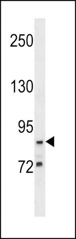 ANTI-G2E3 (CENTER) antibody produced in rabbit