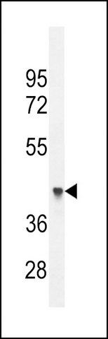 ANTI-FX4L1 (N-TERM) antibody produced in rabbit