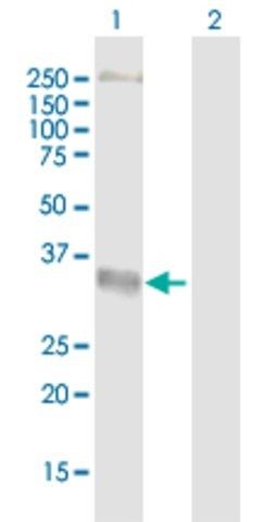 Anti-FY antibody produced in mouse