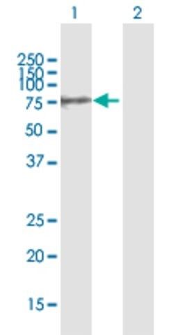 Anti-GALNT10 antibody produced in mouse