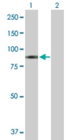 Anti-GAB2 antibody produced in rabbit