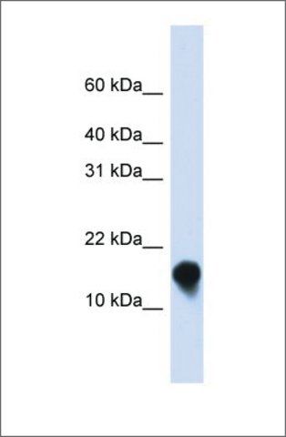 Anti-FXYD1 antibody produced in rabbit