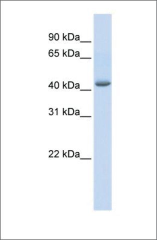 Anti-GABPB2 antibody produced in rabbit