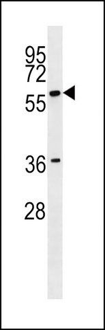 ANTI-GAB3 (N-TERM) antibody produced in rabbit