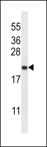 ANTI-GAGE2B (N-TERM) antibody produced in rabbit