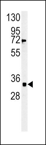 ANTI-FYTD1 (N-TERMINAL) antibody produced in rabbit