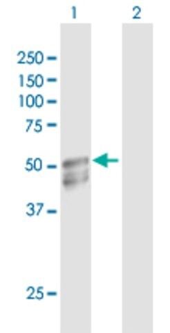 Anti-GAL3ST1 antibody produced in rabbit