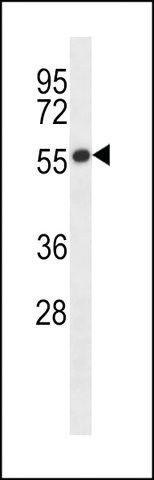 ANTI-GAB_2(C-TERMINAL) antibody produced in rabbit