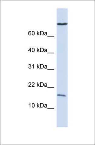 Anti-GABARAP antibody produced in rabbit