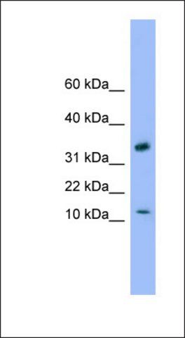 Anti-GABARAP antibody produced in rabbit