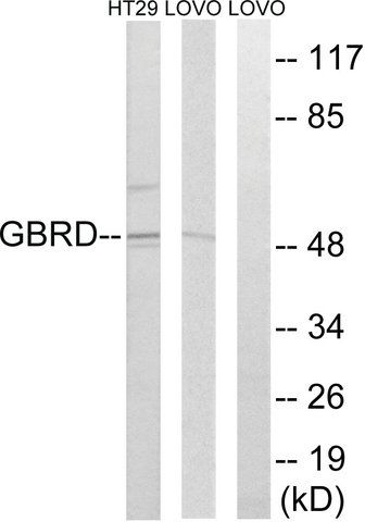 Anti-GABRD antibody produced in rabbit