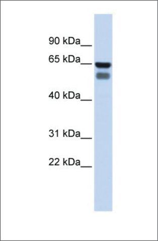 Anti-GALNT4 (ab1) antibody produced in rabbit