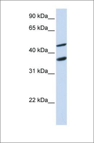 Anti-GAS7 antibody produced in rabbit