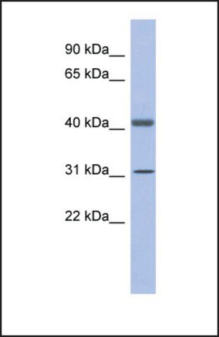 Anti-GAPDHS, (N-terminal) antibody produced in rabbit