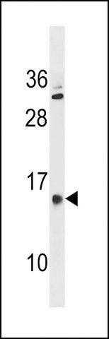 ANTI-GALNTL5 (N-TERM) antibody produced in rabbit