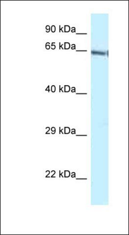 Anti-GATAD2B antibody produced in rabbit