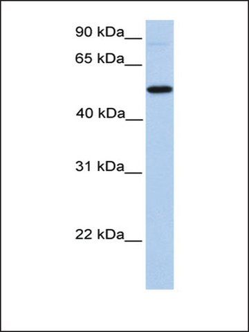 Anti-GALNT13 antibody produced in rabbit