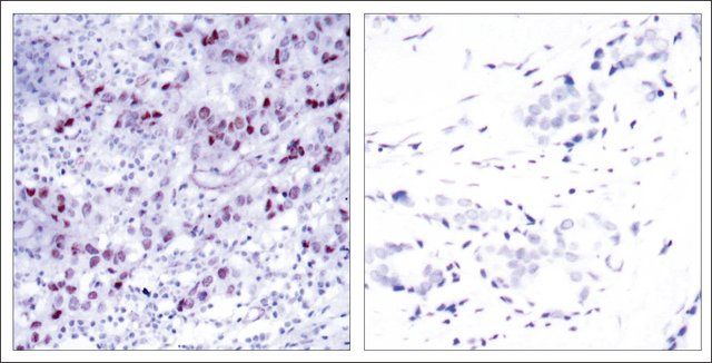 Anti-GATA1 (Ab-142) antibody produced in rabbit