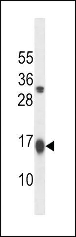 ANTI-GATE16(N-TERMINAL) antibody produced in rabbit