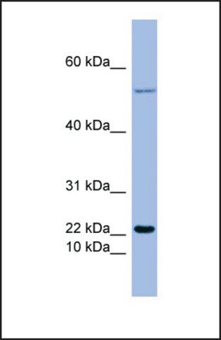 Anti-GCG antibody produced in rabbit