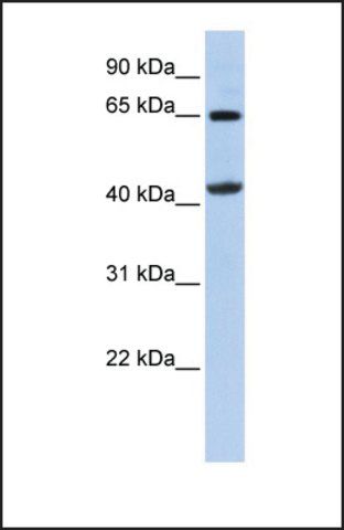 Anti-GATM antibody produced in rabbit