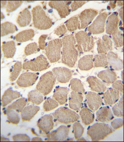 ANTI-GAS2L2 (C-TERM) antibody produced in rabbit