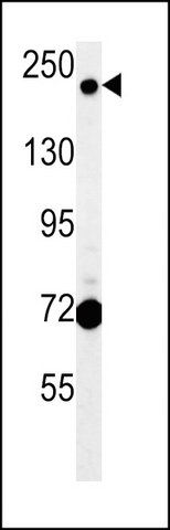 ANTI-GCC2 (C-TERM) antibody produced in rabbit