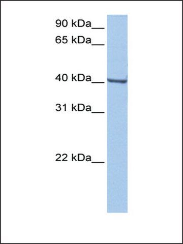 Anti-GBX-1 antibody produced in rabbit