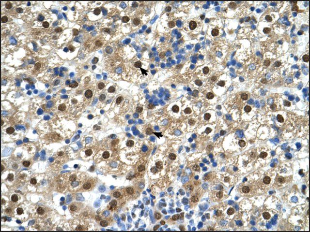 Anti-GDE1 antibody produced in rabbit