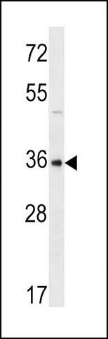 ANTI-GBX1 (CENTER) antibody produced in rabbit