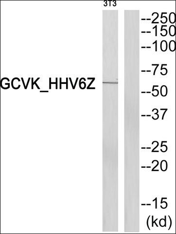 Anti-GCVK_HHV6Z antibody produced in rabbit