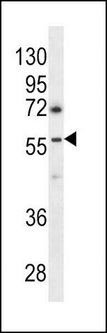 ANTI-GBRR3 (N-TERM) antibody produced in rabbit