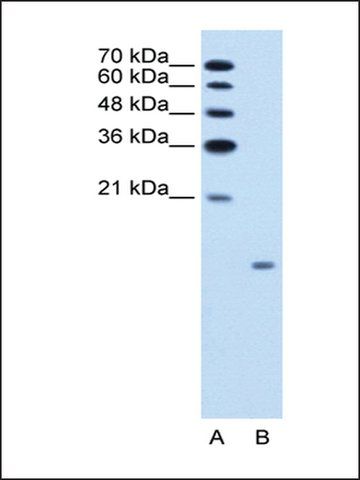 Anti-GCG antibody produced in rabbit