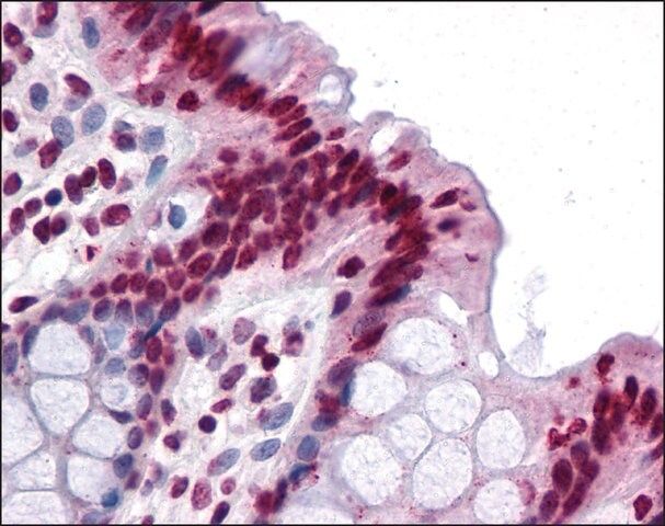 Anti-GAREML antibody produced in rabbit