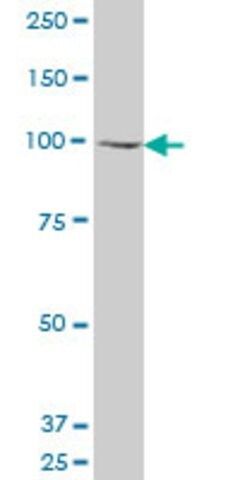 ANTI-GCN5L2 antibody produced in mouse