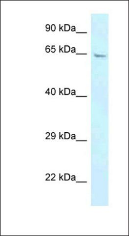 Anti-GBP3 antibody produced in rabbit