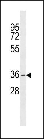 ANTI-GDF5OS(C-TERMINAL) antibody produced in rabbit