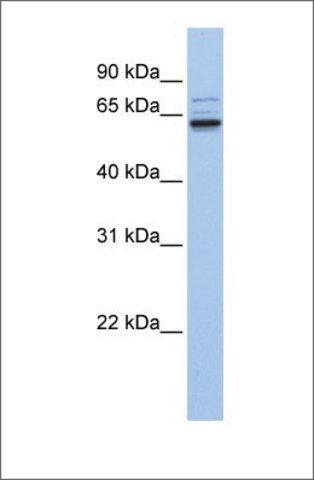 Anti-GEFT antibody produced in rabbit