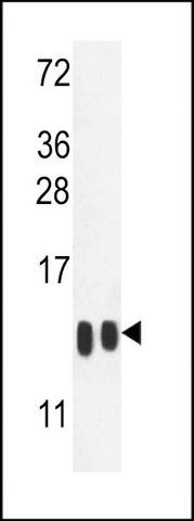 ANTI-H4-K20 (N-TERM) antibody produced in rabbit