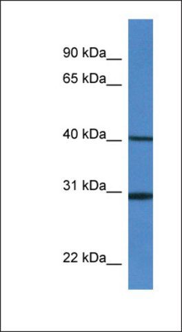 Anti-H13 antibody produced in rabbit