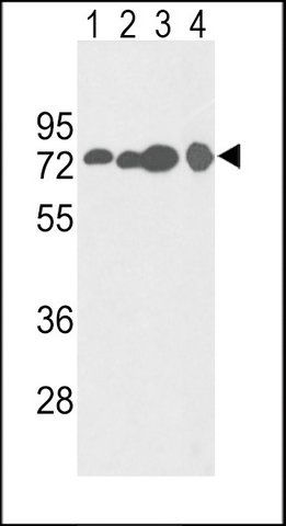 ANTI-HADHA (C-TERM) antibody produced in rabbit