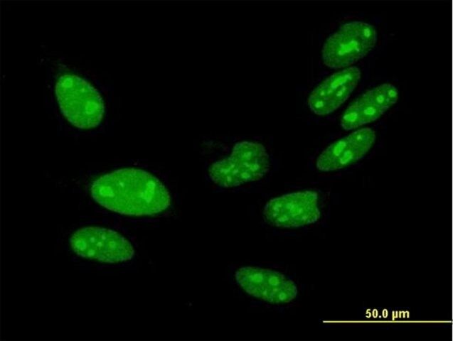 Anti-H1FX antibody produced in mouse