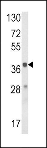 ANTI-HAO1 (CENTER) antibody produced in rabbit