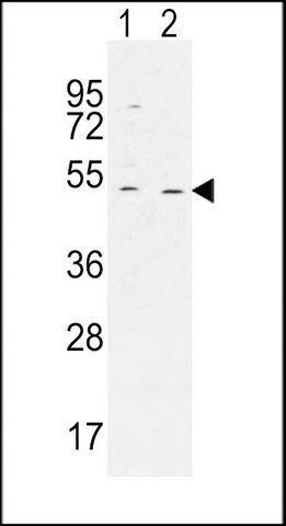 ANTI-HAUS4 (C-TERM) antibody produced in rabbit