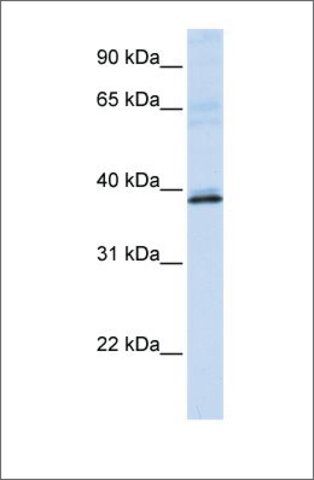 Anti-HAO2 antibody produced in rabbit