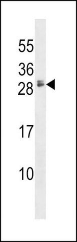 ANTI-HBEGF (CENTER) antibody produced in rabbit